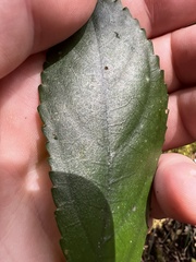 Elatostema reticulatum