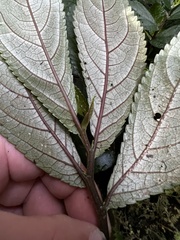 Elatostema reticulatum