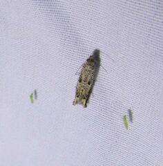 Epiblema abruptana