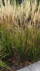 Calamagrostis × acutiflora