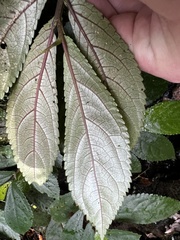 Elatostema reticulatum