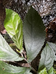 Elatostema reticulatum
