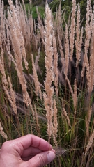 Calamagrostis × acutiflora