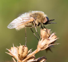 Sparnopolius confusus