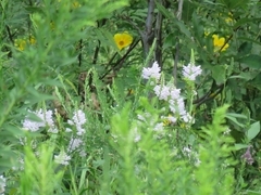 Physostegia virginiana