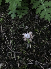 Geastrum minimum