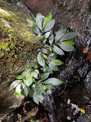 Elatostema reticulatum