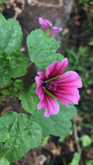 Malva