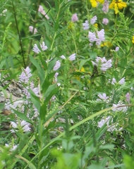 Physostegia virginiana
