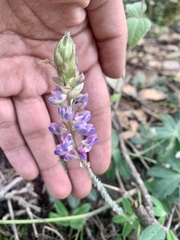 Lupinus montanus