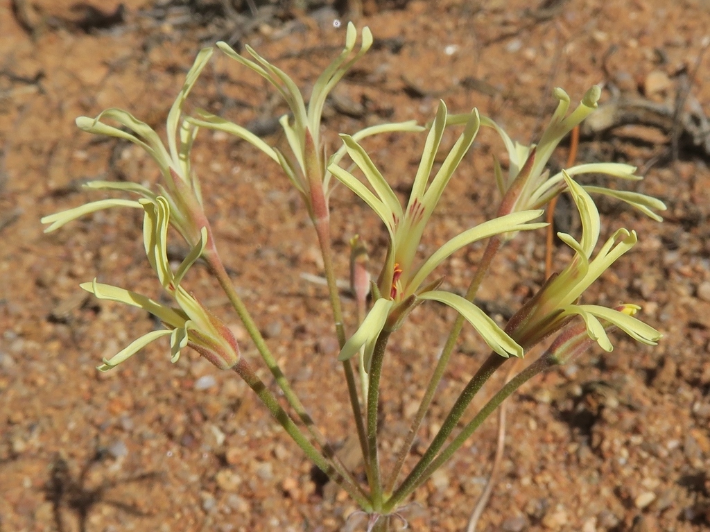 geraniums and storksbills (genus)