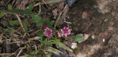 Gomphrena serrata