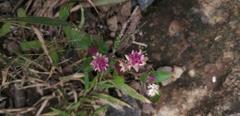 Gomphrena serrata