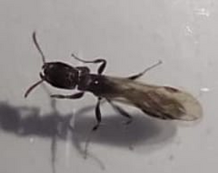 Pseudomyrmex