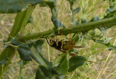 Vespula atropilosa