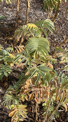 Melianthus major