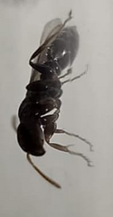 Pseudomyrmex