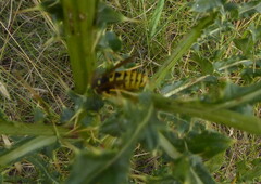 Vespula atropilosa
