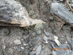 Strombocactus disciformis disciformis