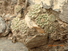 Strombocactus disciformis disciformis