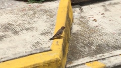 Haemorhous mexicanus