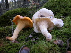 Cantharellus pallens