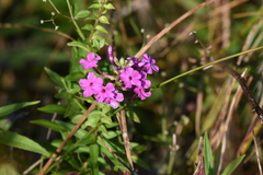 Phlox maculata