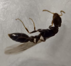 Pseudomyrmex