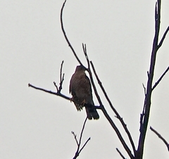 Accipiter cooperii