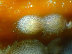 Corambe