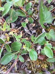 Potentilla hyparctica