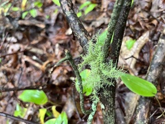 Usnea strigosa