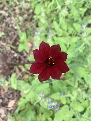 Cosmos concolor
