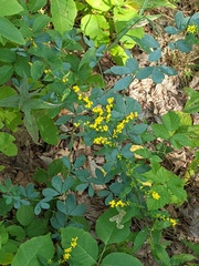 Baptisia tinctoria