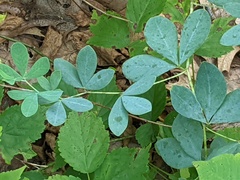 Baptisia tinctoria
