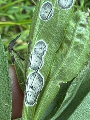 Botryosphaeria dothidea