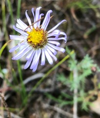 Brachyscome ciliaris