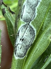 Botryosphaeria dothidea