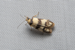 Chezala brachypepla