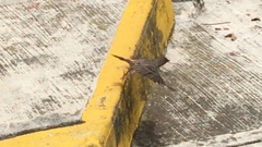 Haemorhous mexicanus