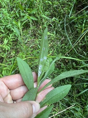 Botryosphaeria dothidea