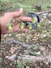 Roldana sessilifolia