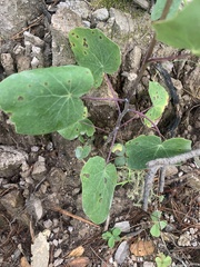 Roldana sessilifolia