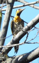 Colaptes campestris campestris