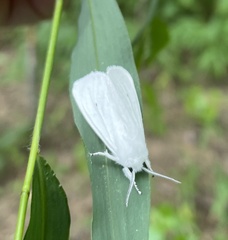 Spilosoma congrua