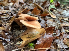 Lactarius helvus