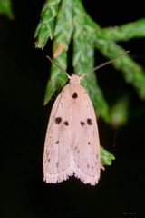 Scythropiodes issikii