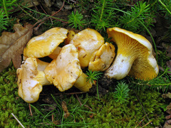 Cantharellus pallens