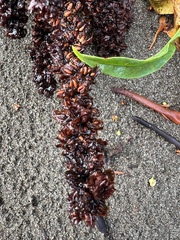 Caryophyllales