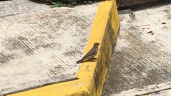 Haemorhous mexicanus